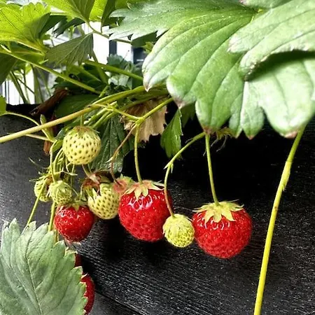 Rageleje's Seaside Oasis - Inspiring With Sauna 度假居 *