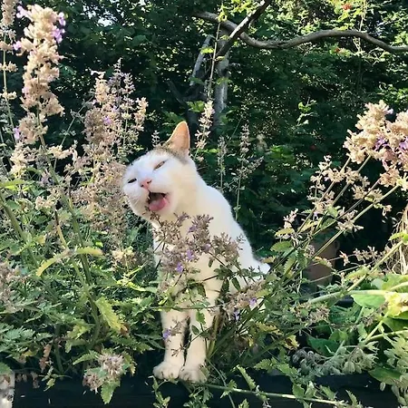 Rageleje's Seaside Oasis - Inspiring With Sauna