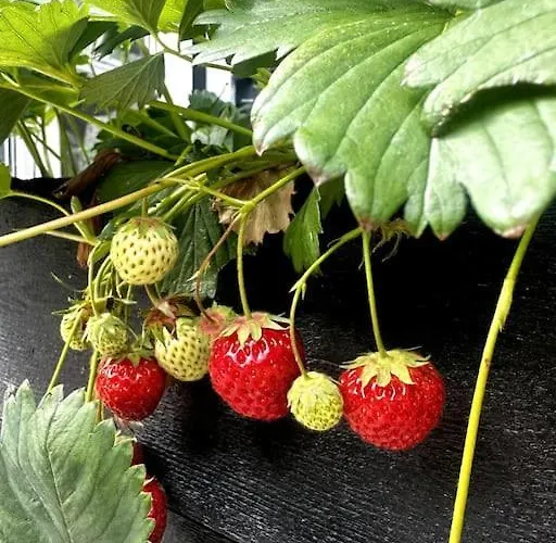 Rageleje's Seaside Oasis - Inspiring With Sauna Vakantiehuis *