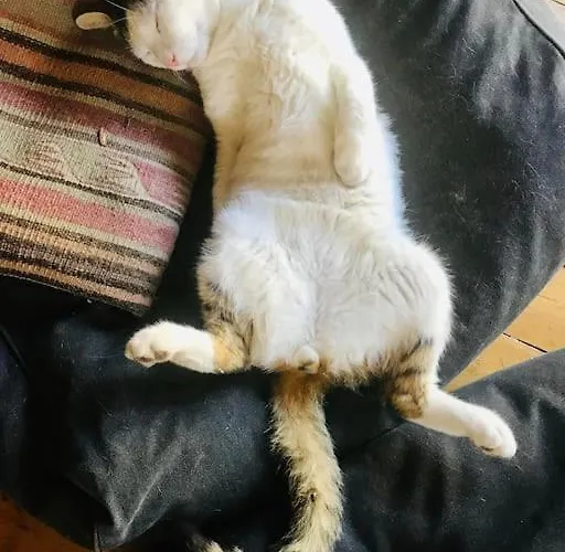 Rageleje's Seaside Oasis - Inspiring With Sauna Vakantiehuis Græsted